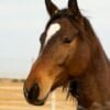 a brown horse with white spots