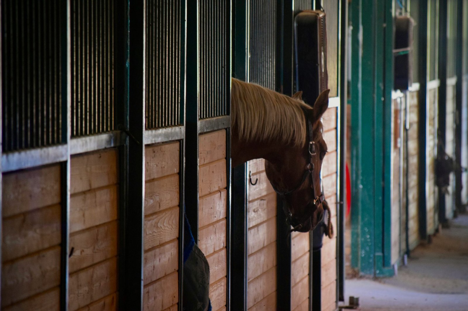 Explora Nuestro Centro Ecuestre: Servicios y Actividades para Amantes de los Caballos